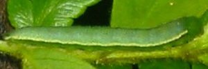 Larvae